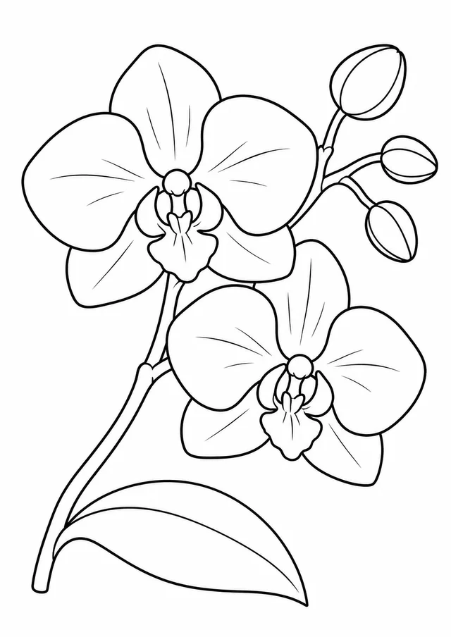Orquídea num galho simples para colorir